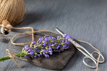 Bunch of lavender on wooden board, jute rope and scissors on gray background. Concept of gardening, aromatherapy