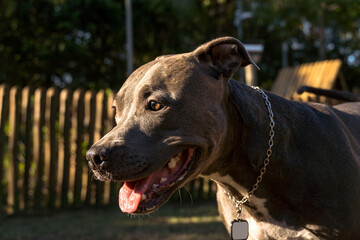 Pit bull dog playing in the park at sunset. Blue nose pitbull on sunny day in a dog park with green grass and wooden fence. Silhouette and selective focus.