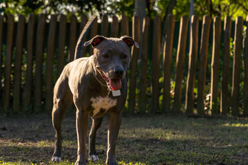 Pit bull dog playing in the park at sunset. Blue nose pitbull on sunny day in a dog park with green...