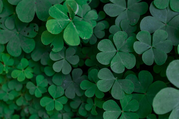 Three-leaf clovers together and none of four leaves forming a green background with different shades referring to luck or bad luck. Mention of spring, flowering and colored backgrounds. - obrazy, fototapety, plakaty