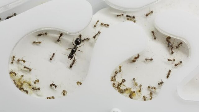 A colony of reaper ants on an acrylic ant farm. Close-up with a limited depth of field. Biotope or ant farm.Farm with messor ants in an acrylic formicarium