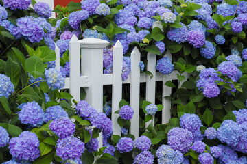 Purple and blue hydrangea flowers growing through a white picket fence. Cape Cod Cottage garden. - obrazy, fototapety, plakaty