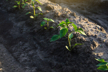 Row of pepper seedlings plants. Growing vegetables outdoors on open ground. Agroindustry. Farming agriculture. Farm field. Care and protection of young crops. Agronomy and vegetable growing