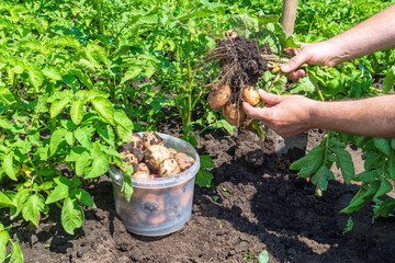 The farmer harvests potatoes in the garden. Close-up of the hands of an agronomist while working on the plantation. Harvesting idea