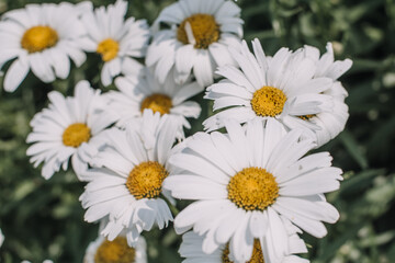 Obraz premium White daisy flowers in a garden
