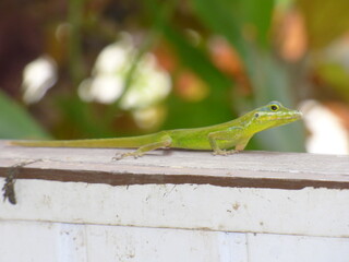 Lézard des Antilles L'anolis 
