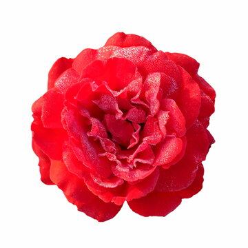 red rose flower macro isolated in white background