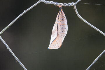 Australian Leafwing Butterfly (Doleschallia bisaltide) (4 of 11)
