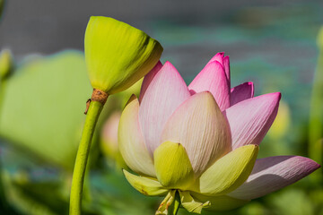 lotus