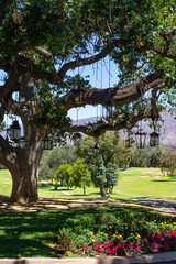 Iron lanterns hanging from a large oak tree with flowers