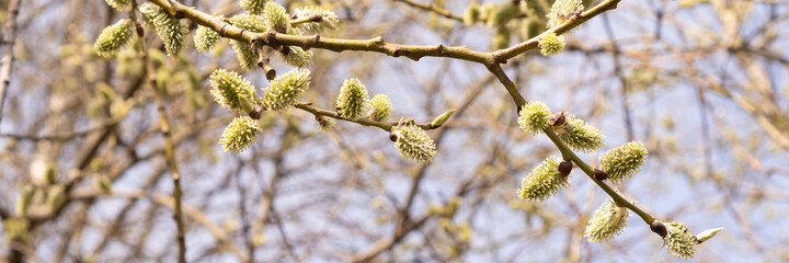 Fluffy catkins on willow tree branch. Beautiful spring nature banner. - obrazy, fototapety, plakaty