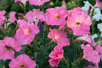 Group of beautiful petunia flowers on a background of lush green foliage