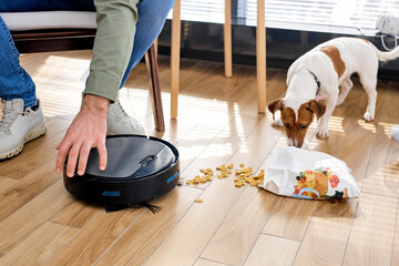 Smart vacuum cleaner is cleaning floor in living room. jack russel next to vacuum robot in smart house, close-up photo. cropped person controls the cleaning process - obrazy, fototapety, plakaty