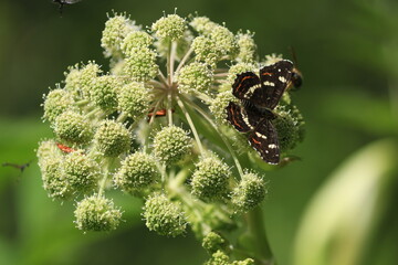 Araschnia levana, Map Butterfly, 	Map. Angelica sylvestris, Wild Angelica, Woodland Angelica. Black and white butterfly on a white flowering umbrella plant. Butterfly on a flower. Close-up. Outdoors.