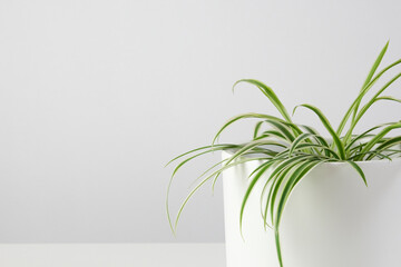 home plant in white pot. spider plant. chlorophyllum. home minimalist garden.