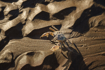 crab on the wet sand of a beach