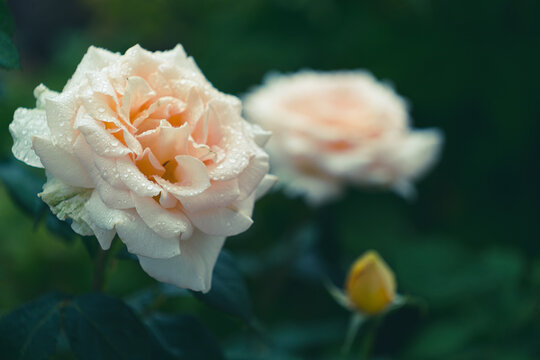 Fototapeta Herbaciana róża