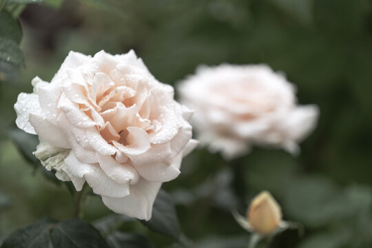 Fototapeta Herbaciana róża