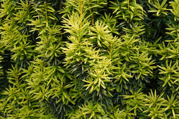 green plant background. Close up. Copy space