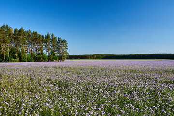 Cultivation of phacelia  tanacetifolia in a forest meadow