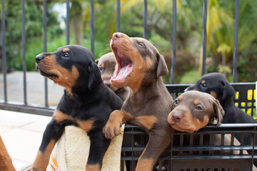 Group of doberman dog puppies sitting in a basket outdoors