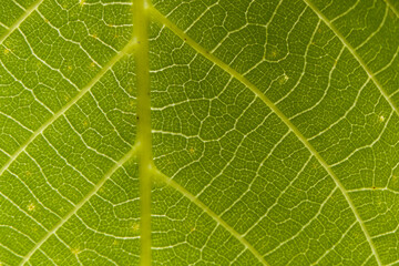 Macro of a tree leaf with defined and visible veins.