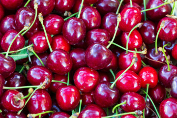 Summer harvest of red Cherries
