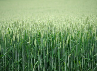 Hokkaido,Japan - June 24, 2021: Wheat field in Ozora, Hokkaido, Japan, in summer
