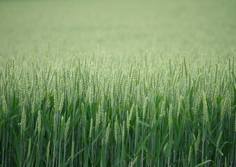 Hokkaido,Japan - June 24, 2021: Wheat field in Ozora, Hokkaido, Japan, in summer

