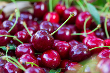Summer harvest of red Cherries
