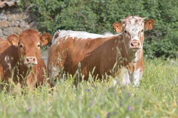 Fototapeta premium cow and calf