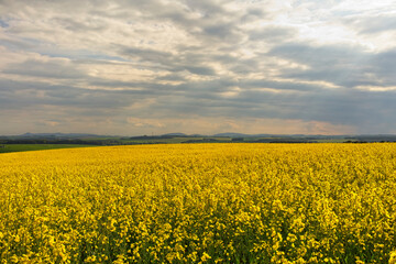 Oilseed  Rape fields in the North East of Scotland