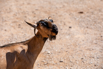 muzzle of a brown wild goat with a beard looks on a light background, horizontal.
