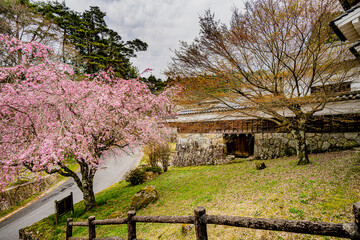 桜の花と岩村城埋門塀と石垣
