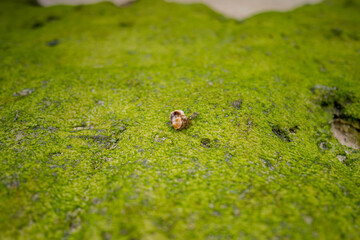 沖縄の瀬底島の瀬底ビーチで歩くヤドカリ