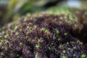 Close-Up Of Fresh green Moss in the greenhouse on a blurred background