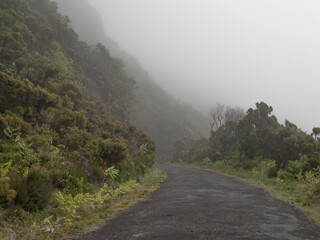 Fototapeta na wymiar foggy Road path in natural hike trail with trees and moss in forest in sao miguel, azores, portugal 