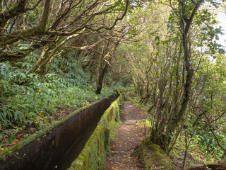 Natural hike trail with river, trees and moss in forest in sao miguel, azores, portugal