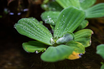 Close-Up Of Fresh green Moss in the greenhouse on a blurred background