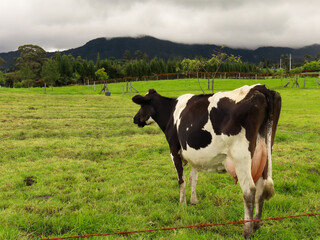 Fototapeta premium Una vaca sospechosa