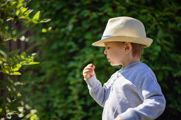 Little boy in stylish straw hat picks honeysuckle berry