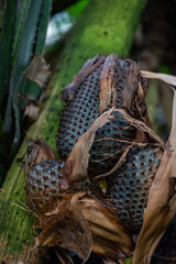 Tree branch with green leaves on sunny day. Hello spring.