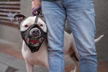 a dog with a funny muzzle in Bogota, Colombia