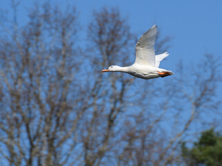 White duck flying