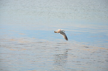 Чайка поймала краба