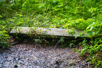 雨飾山 登山道の風景