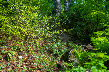 Fototapeta premium 雨飾山 登山道の風景