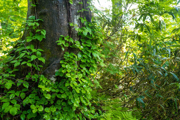Fototapeta premium 雨飾山 登山道の風景