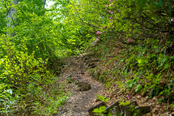 雨飾山 登山道