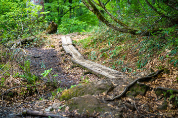 Fototapeta premium 雨飾山 登山道